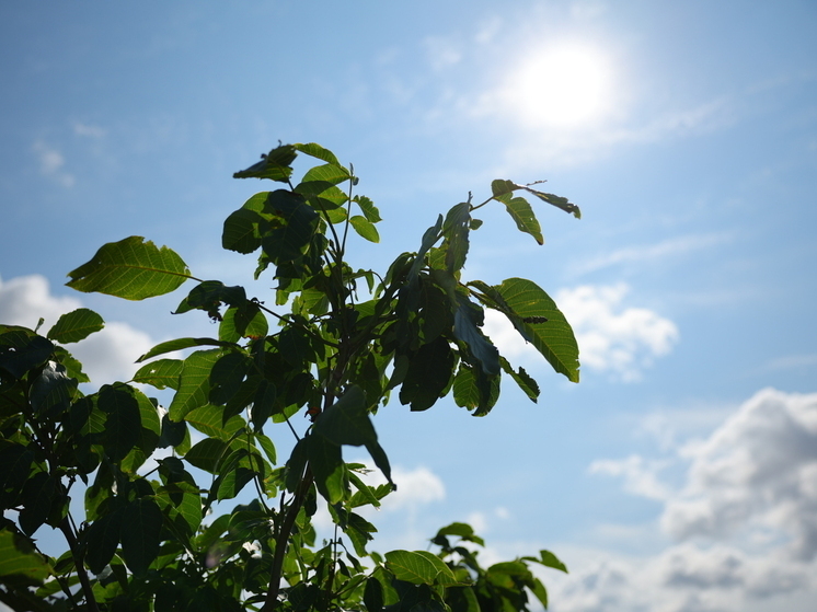 Магнитная буря 20 августа: к вечеру сила геоударов вырастет до 5 баллов