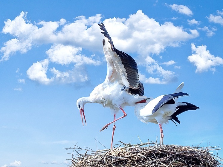 Калужан попросили позаботиться об аистах