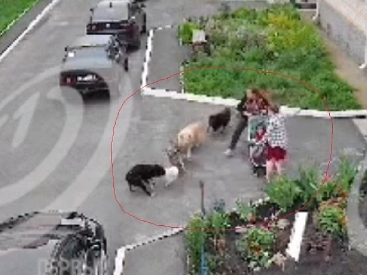 В Орле дворовые собаки накинулись на домашнего шпица