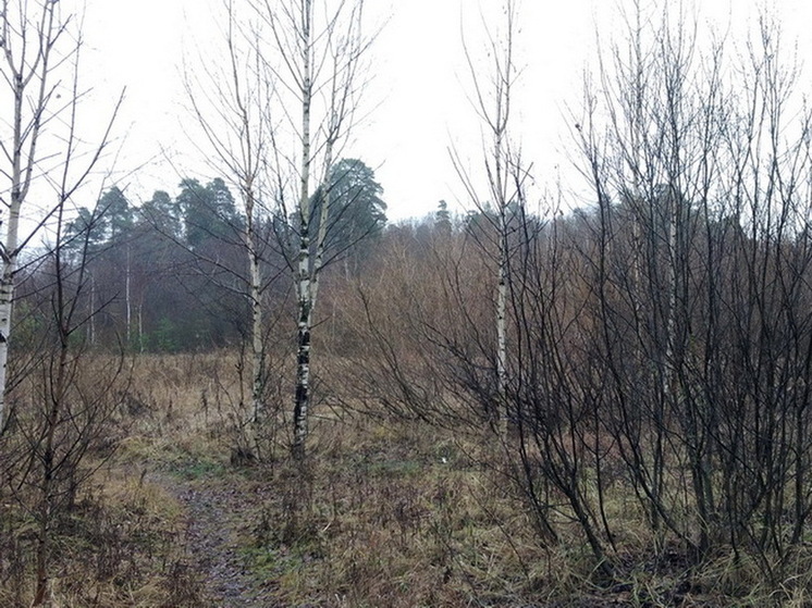 «В ноябре случится самое страшное». Синоптики сказали, к чему готовиться