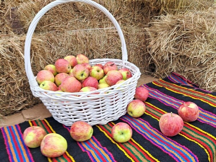 В Калужской области растёт яблоня-рекордсменка