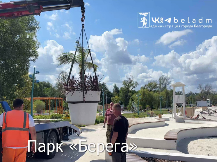 Пляж «Берега» Белгорода украсили финиковые пальмы и бордовые кордилины
