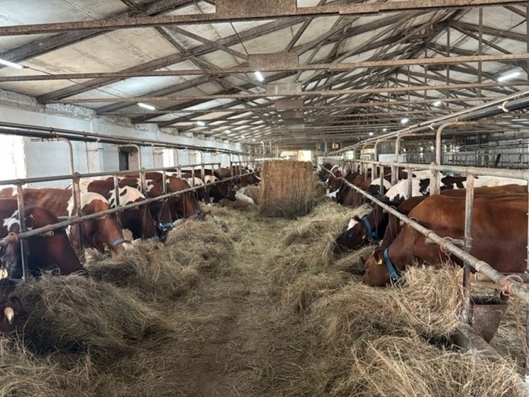 Хабаровский край наращивает поголовье крупного рогатого скота