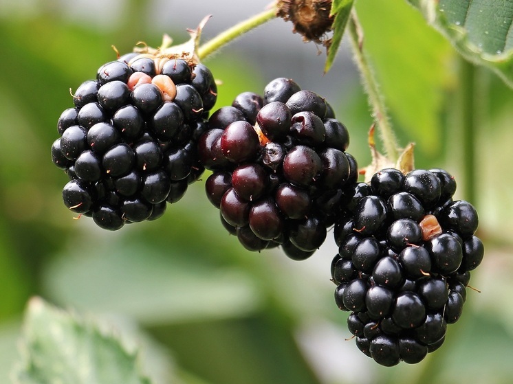 Что можно и нельзя делать 21 августа: народные приметы в день Мирона Ветрогона