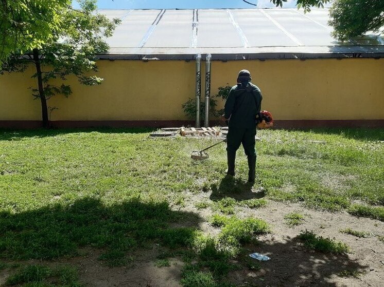 Пока регион утопает в зарослях, администрация Зеленоградского округа готова заплатить косцам 159 тысяч за свой комфорт