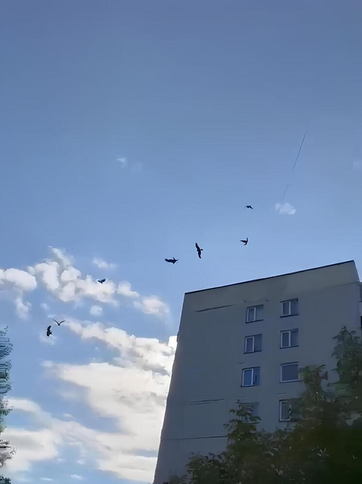 Жителей Новосибирска встревожили стаи коршунов, круживших над дворами