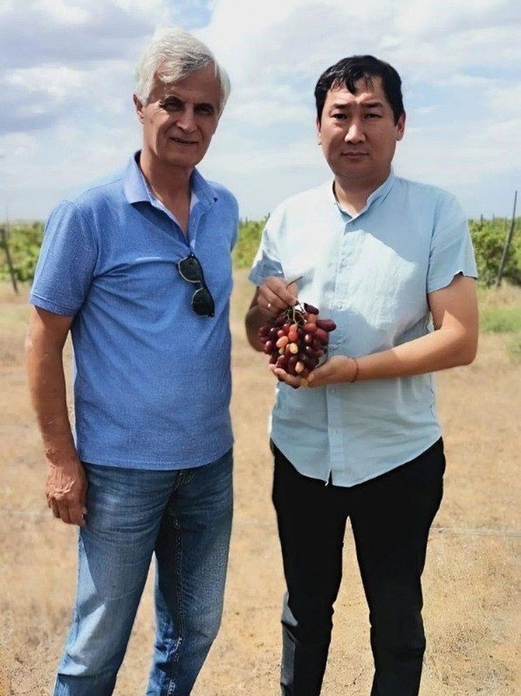 Калмыкия изучает опыт выращивания фисташки