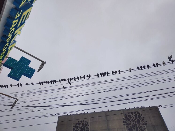Помещения муниципальных аптек в Новосибирске продают за 300 млн