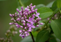 Жители Хакасии и южных районов Красноярского края наблюдают уникальное природное явление: в конце лета в регионе повторно зацвели растения, характерные для весны