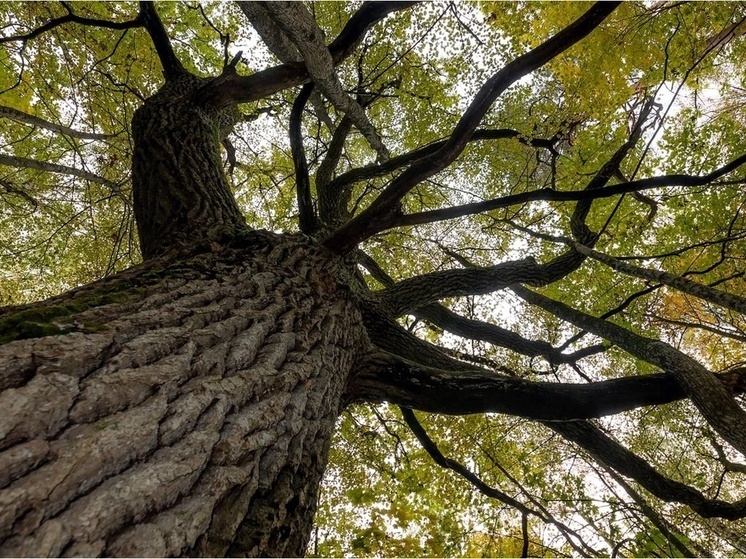 Учёные подсчитали растения Калужской области