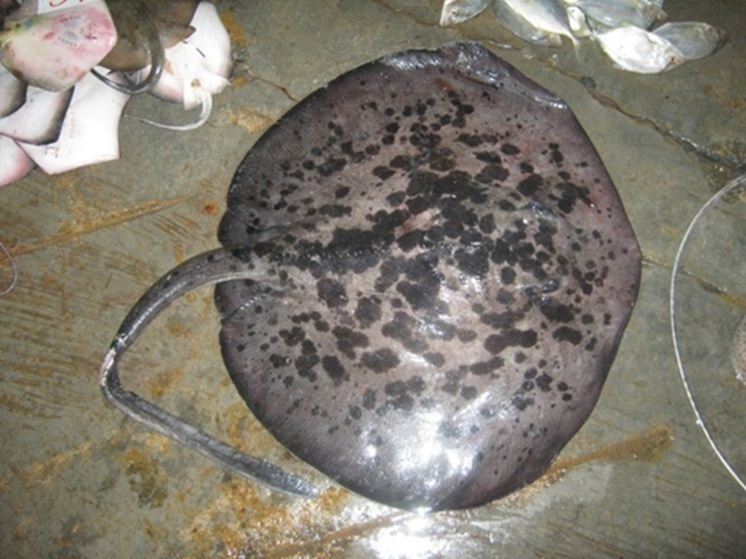 Скат серьезно покалечил мужчину на море в Находке