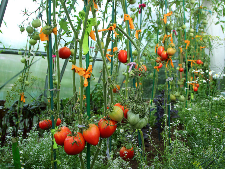 Власти Иркутской области объявили режим ЧС в четырех районах из-за гибели урожая