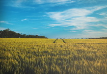 Россельхознадзор привлек к административной ответственности индивидуального предпринимателя в Республике Марий Эл за сброс биологических отходов в неустановленных законодательством местах.