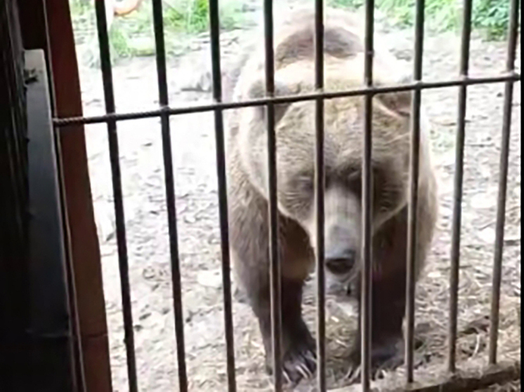 Калужская медведица Маша готовит берлогу к осени