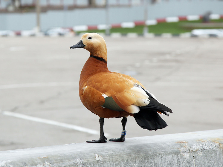 Жители Одинцово просят помочь спасти раненого утенка на Славкином пруду