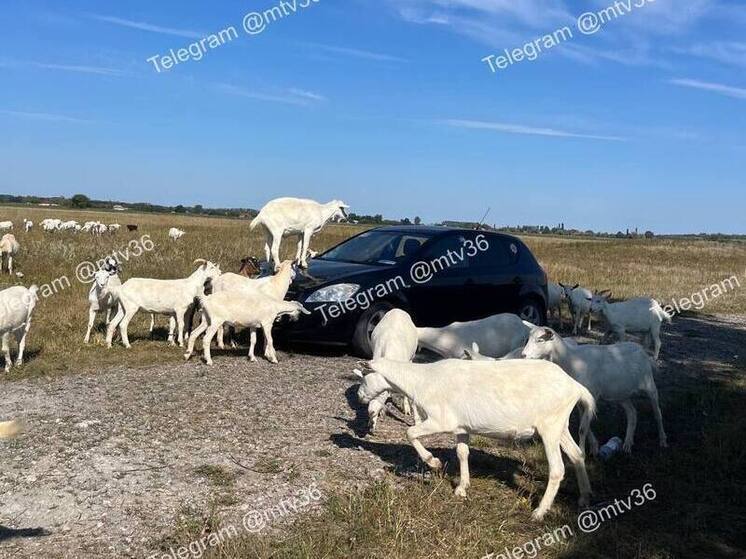 Козы повредили машину приехавшей на кладбище воронежской семьи