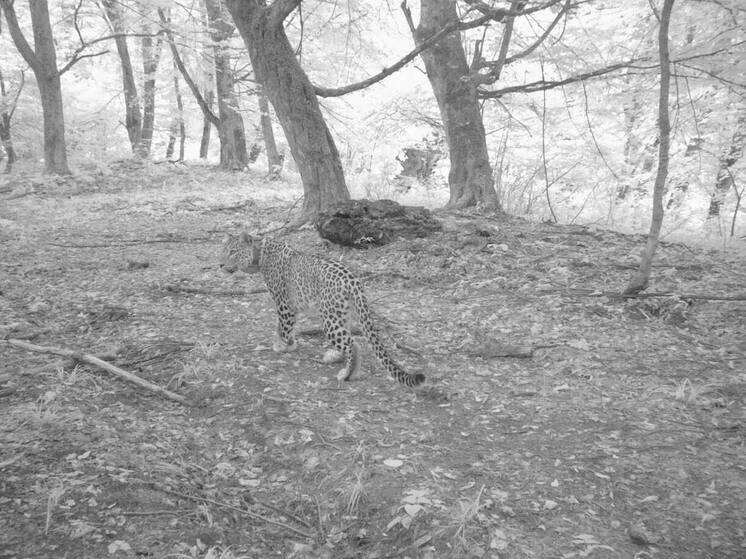 В Кабардино-Балкарии сфотографировали кавказского барса