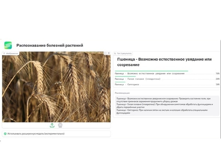 R-Style Softlab представила разработку для распознавания болезней агрокультур