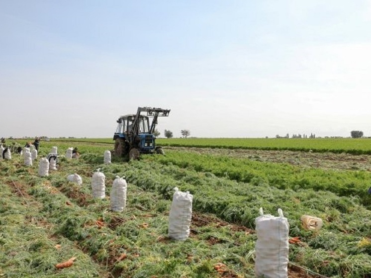 Сборщикам урожая в Волгоградской области готовы платить 100 тысяч рублей
