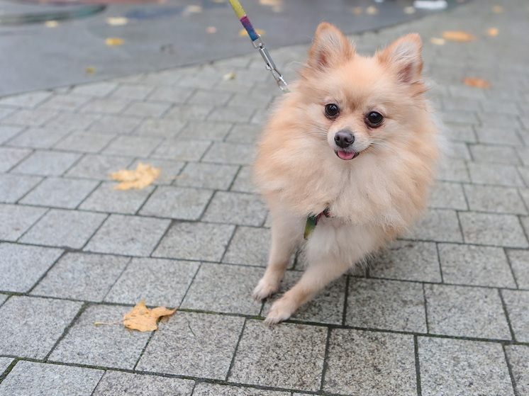 Волонтеры в США спасли собаку, которая два дня не могла достать голову из банки