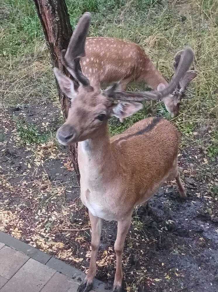 На Ставрополье завершается заготовка кормов для диких животных