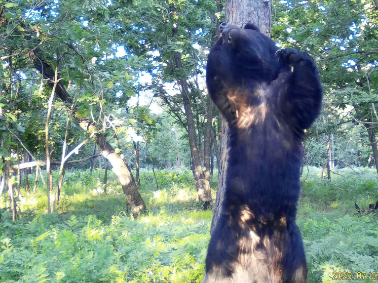 В Приморье фотоловушка зафиксировала эмоциональный танец бурого медведя