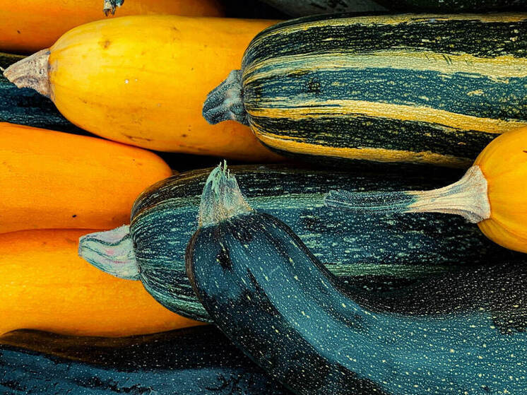 Секрет гигантского урожая кабачков: простая подкормка в августе творит чудеса