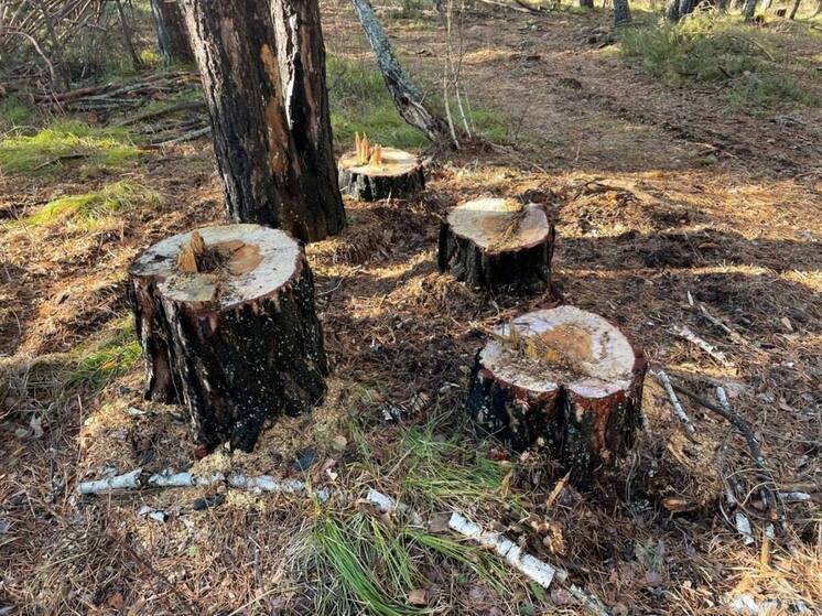 В Тяжине незаконно вырубили большой участок лесничества