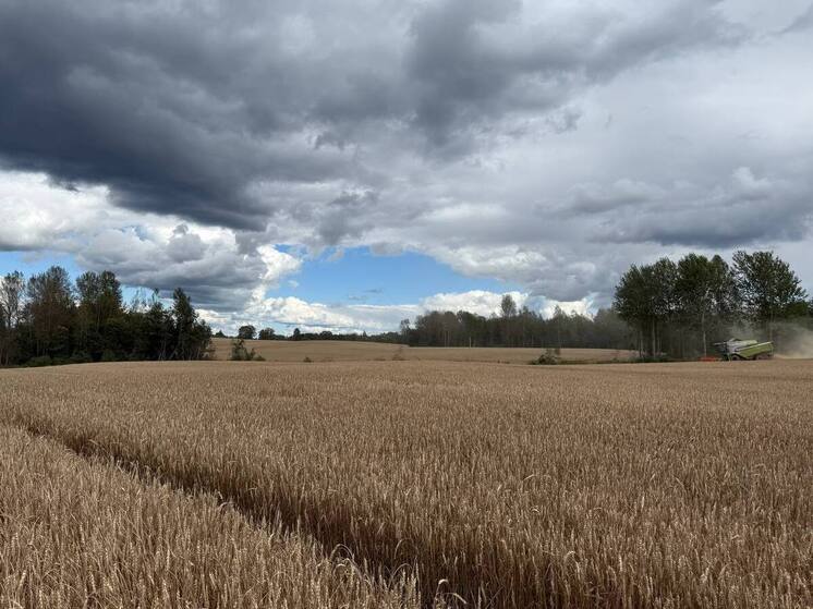 Уборка урожая в хозяйстве в Себежском округе продолжается