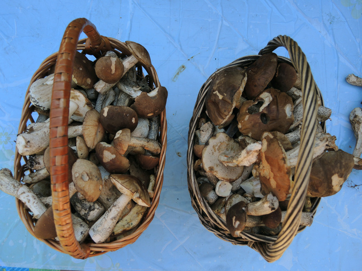 В Ленобласти женщина случайно нашла в лесу девять килограммов наркотиков