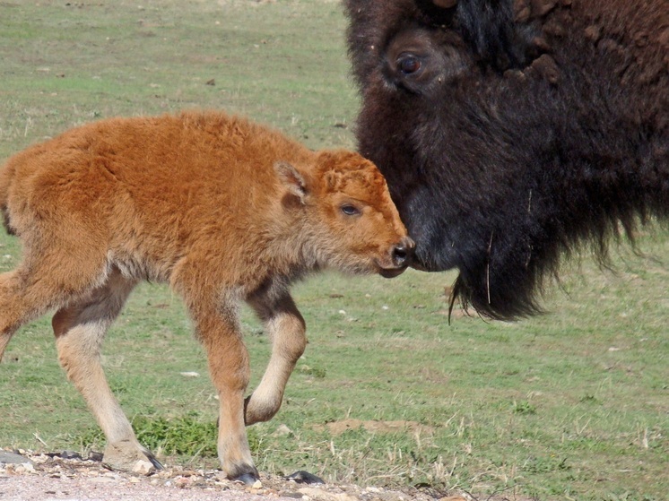 В «Калужских засеках» начинают прикорм зубров