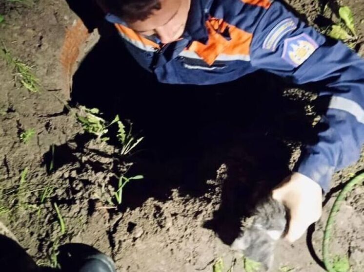Сотрудники Мособлпожспаса спасли котенка из заброшенного колодца в Ступино