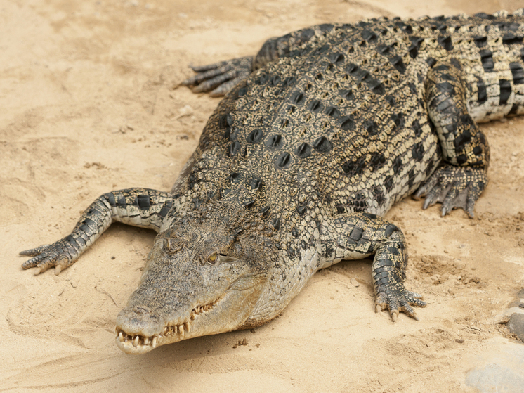 Женщина из Индии смогла отбить сына-подростка у крокодила железным прутом