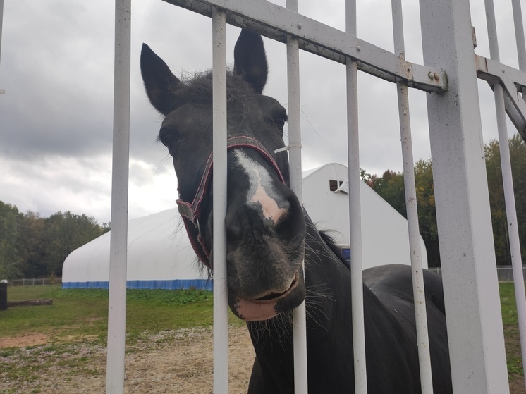В Хакасии отпразднуют День лошади парадом и национальными обрядами