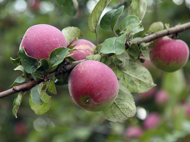 Нутрициолог Айрапетян объяснила, почему лучше не увлекаться яблочной диетой