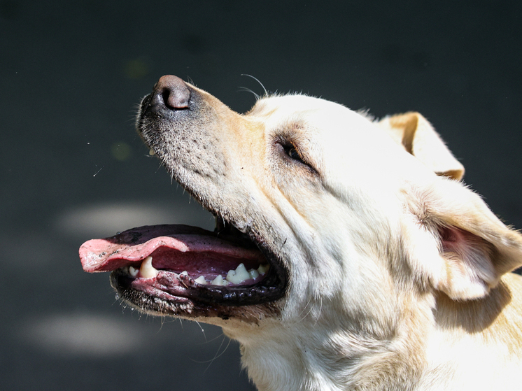 В Шуе Ивановской области жители жалуются на хозяйку лабрадоров, устроившей для них дома приют