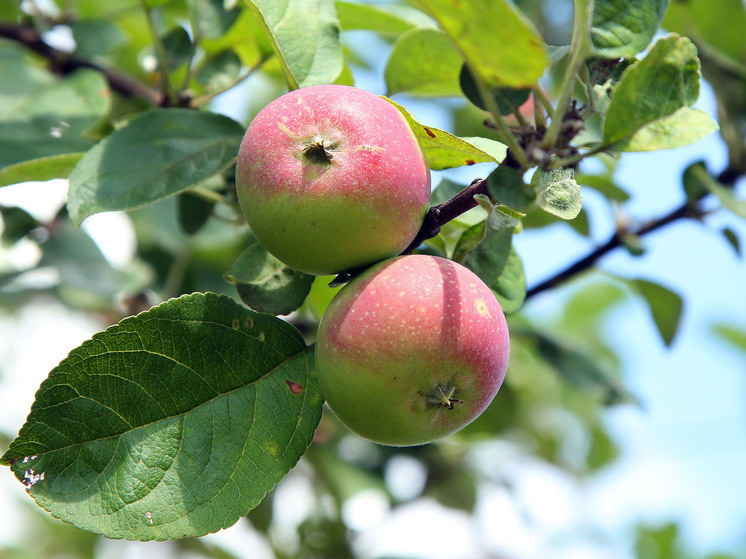 Садовод Воронова: ранние сорта яблок не стоит убирать сразу в подвал из-за сырости в начале осени