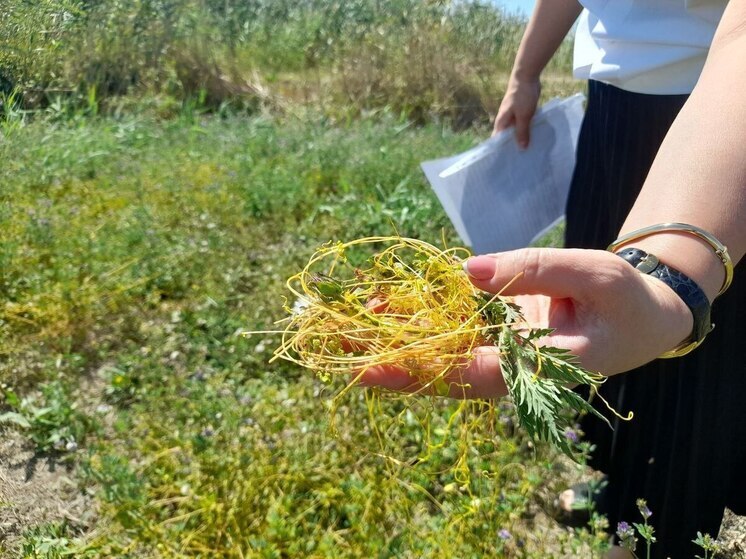 В Буйнакском районе Дагестана введен карантин из-за опасного растения-паразита