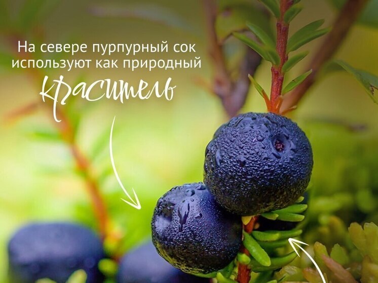 В калужских лесах растёт уникальная ягода