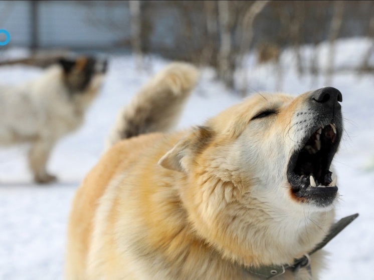 Владельцев животных в НАО предупредили о мерах за несоблюдение закона