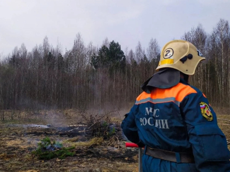 В Новосибирской области с начала года произошло 50 лесных пожаров