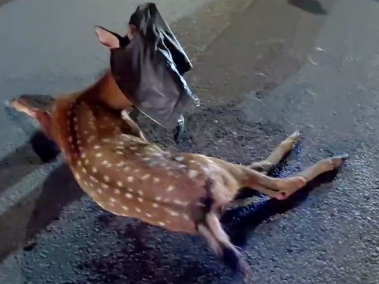 Под Калугой пытались спасти пятнистого оленя