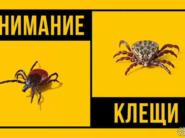 В Кузбассе за неделю клещи покусали более 150 человек