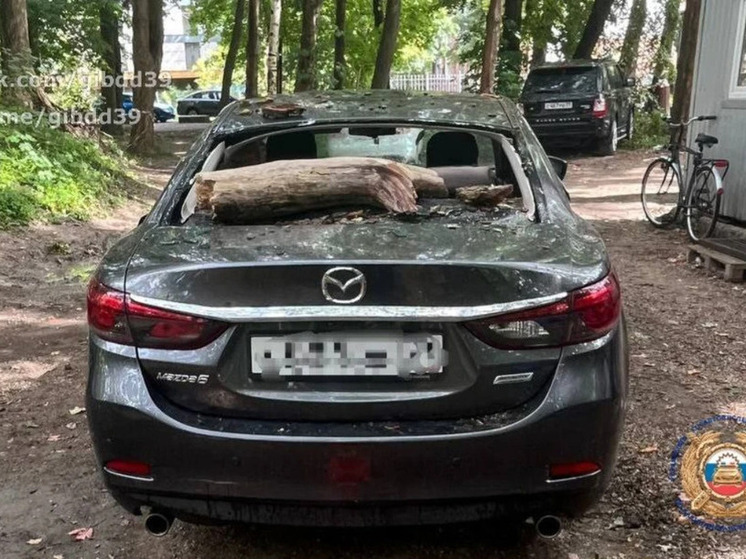 В Зеленоградске водитель «Мазды» пострадал от упавшего на машину дерева