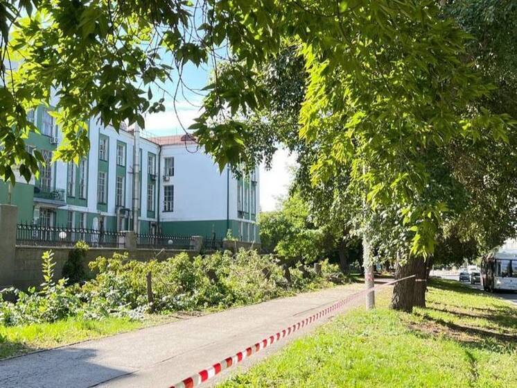 В Новосибирске на улице Бориса Богаткова старые деревья заменят новой аллеей из лип
