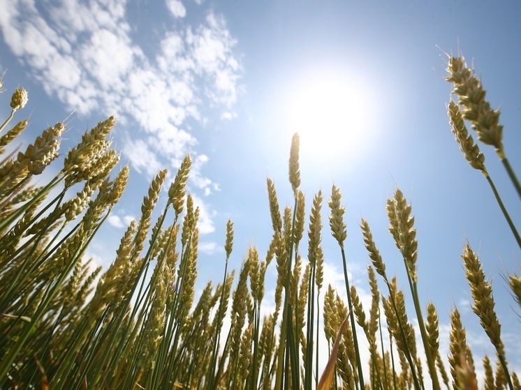 Астраханцам 23 августа обещают усиление ветра и жару