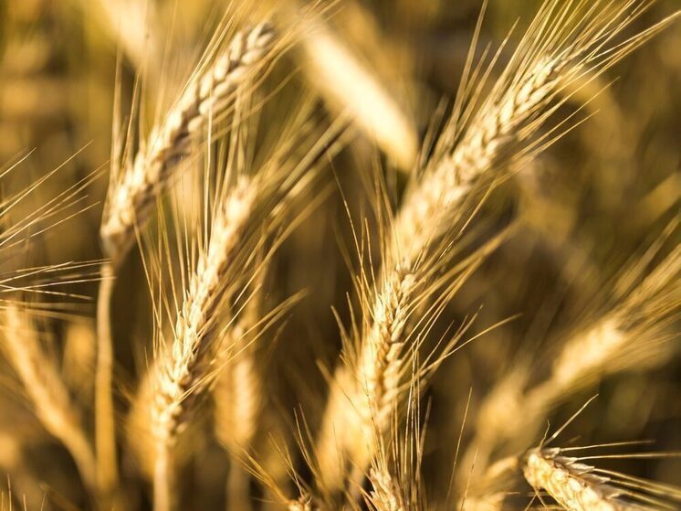 Аграрии ЛНР активно переходят на семена отечественной селекции