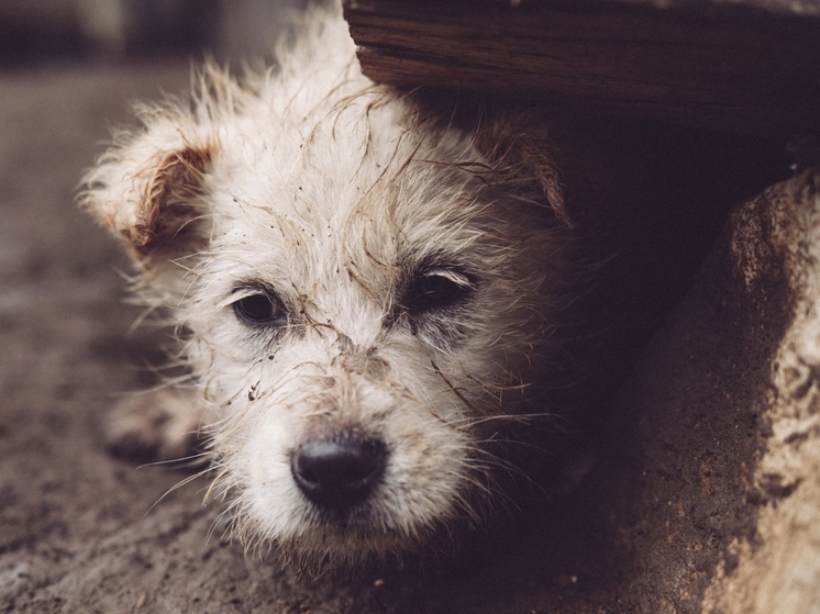 Более 100 бездомных донецких собак обрели себе хозяев с начала этого года
