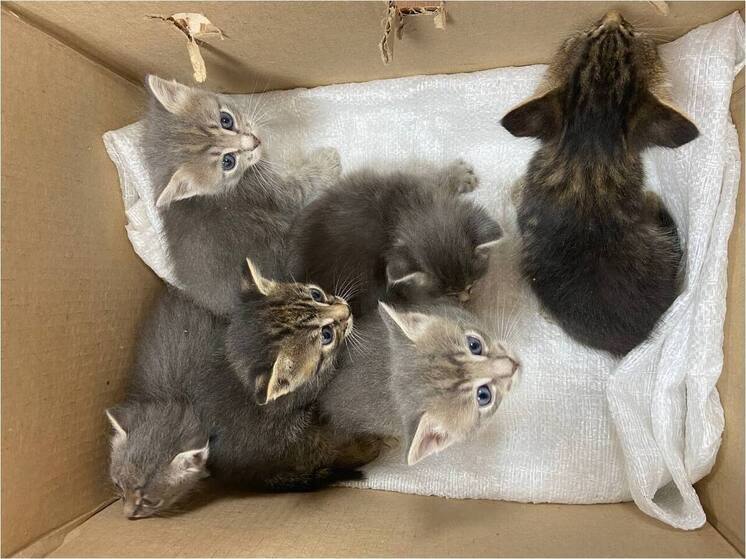 Котят в мешке подкинули в национальный парк Зюраткуль
