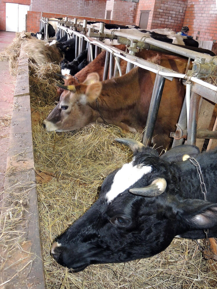 В России могут начать утилизацию угольных отходов навозом